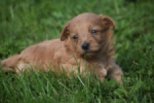 Maltipoo nestje 