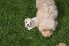 Maltipoo nestje 