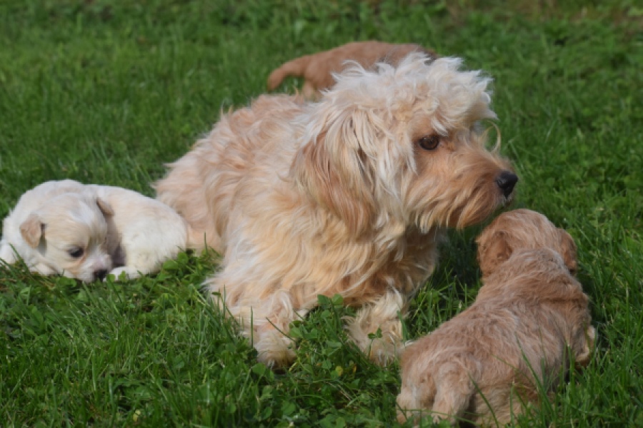 Maltipoo nestje 