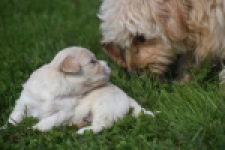 Maltipoo nestje 