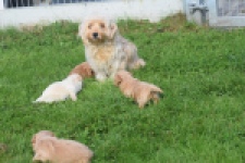 Maltipoo nestje 