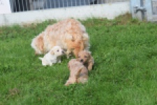 Maltipoo nestje 