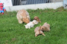Maltipoo nestje 