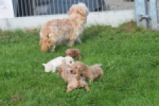 Maltipoo nestje 