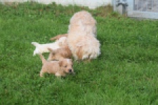 Maltipoo nestje 