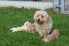 Maltipoo nestje 