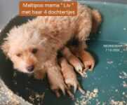 Maltipoo nestje 