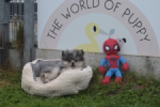 Keeshond (reu) 50623