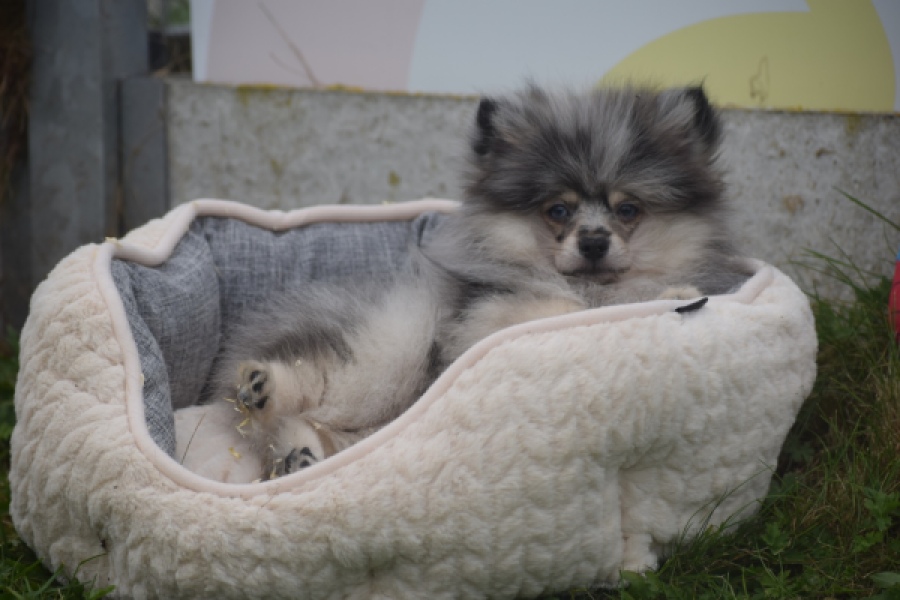Keeshond (reu) 50623