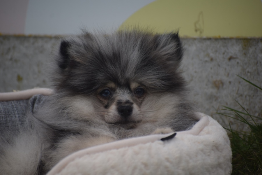Keeshond (reu) 50623