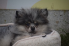 Keeshond (reu) 50623