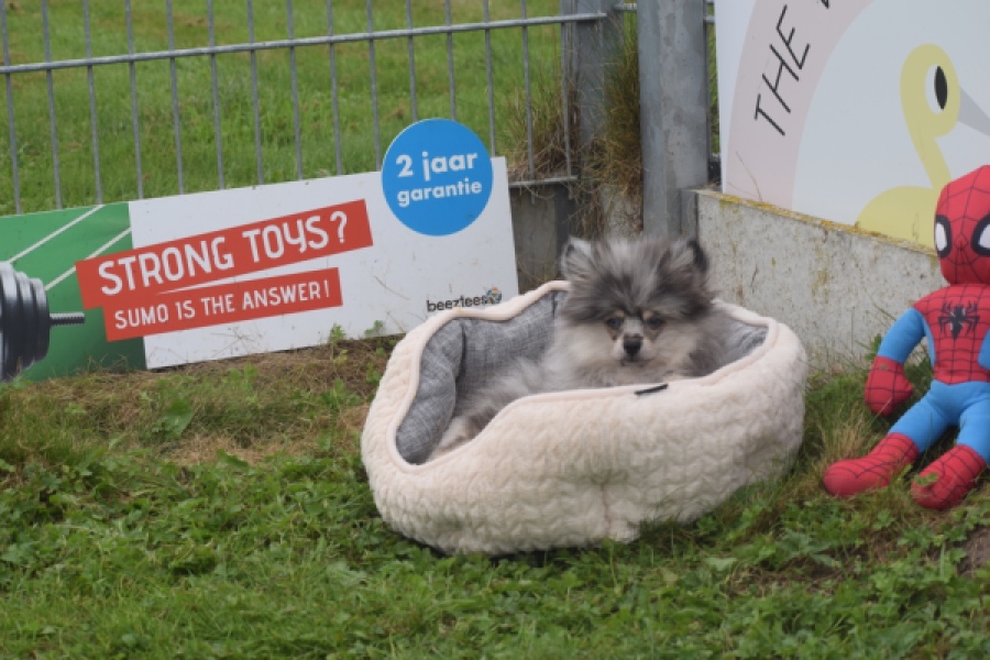 Keeshond (reu) 50623