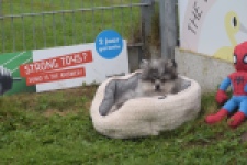 Keeshond (reu) 50623
