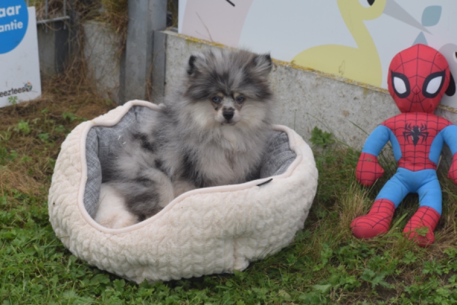 Keeshond (reu) 50623