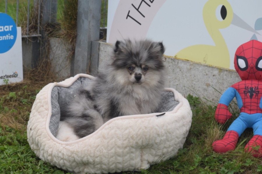 Keeshond (reu) 50623