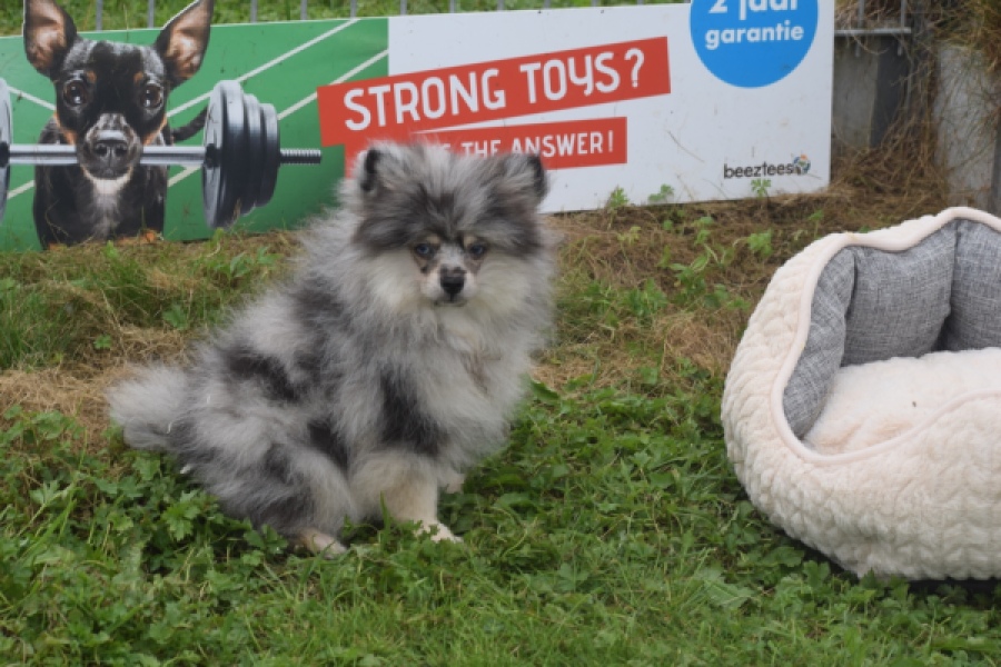 Keeshond (reu) 50623