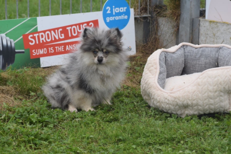Keeshond (reu) 50623