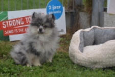 Keeshond (reu) 50623