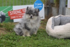 Keeshond (reu) 50623