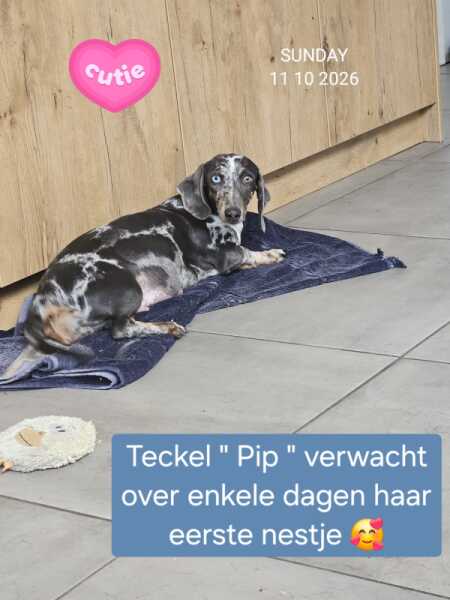 Teckel 