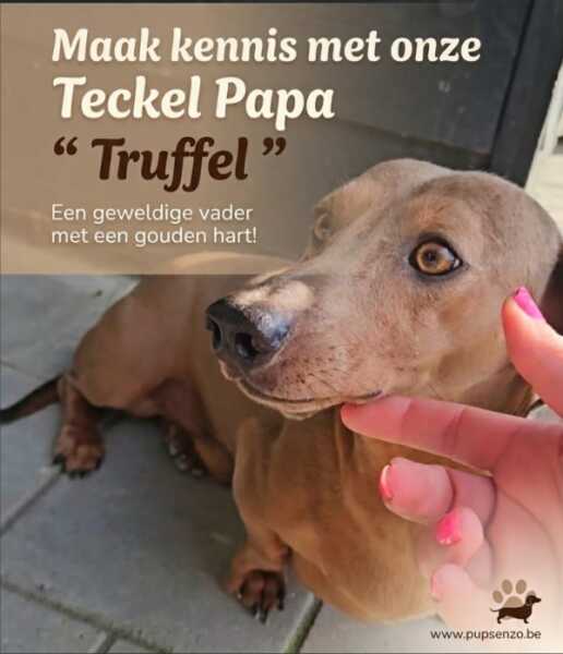 Teckel nestje 