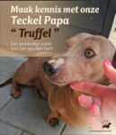 Teckel (teef) 47837