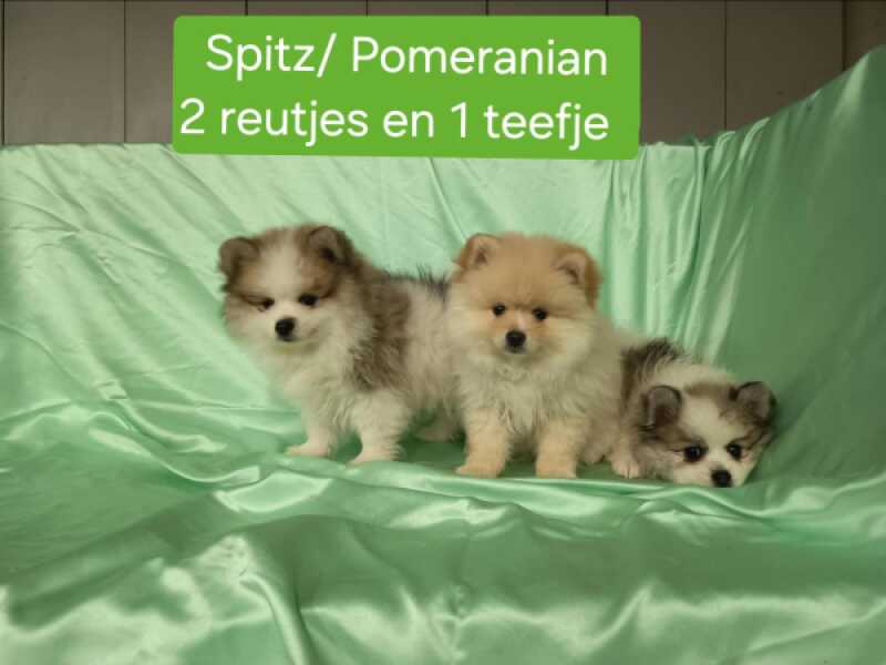 Dwergkees / Pomeriaan nestje 