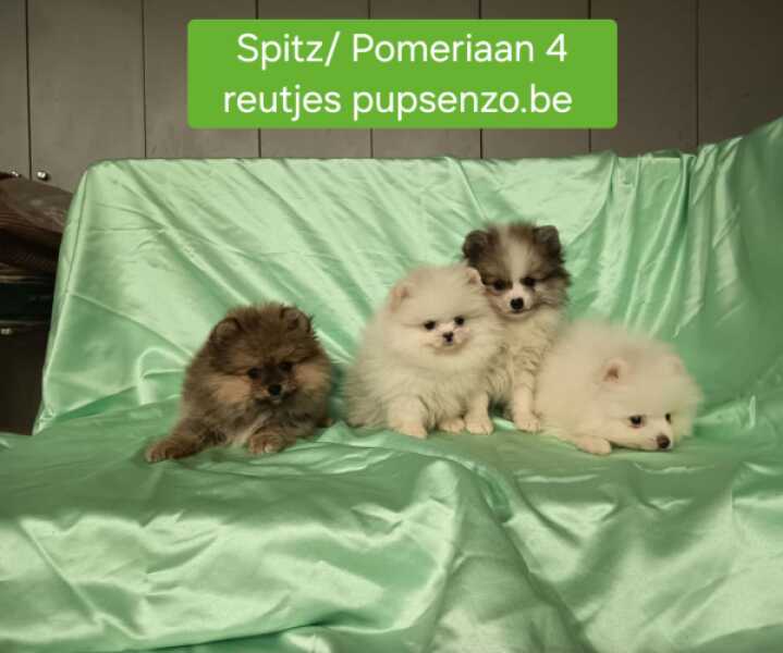 Dwergkees / Pomeriaan nestje 