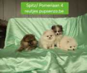 Dwergkees / Pomeriaan nestje 