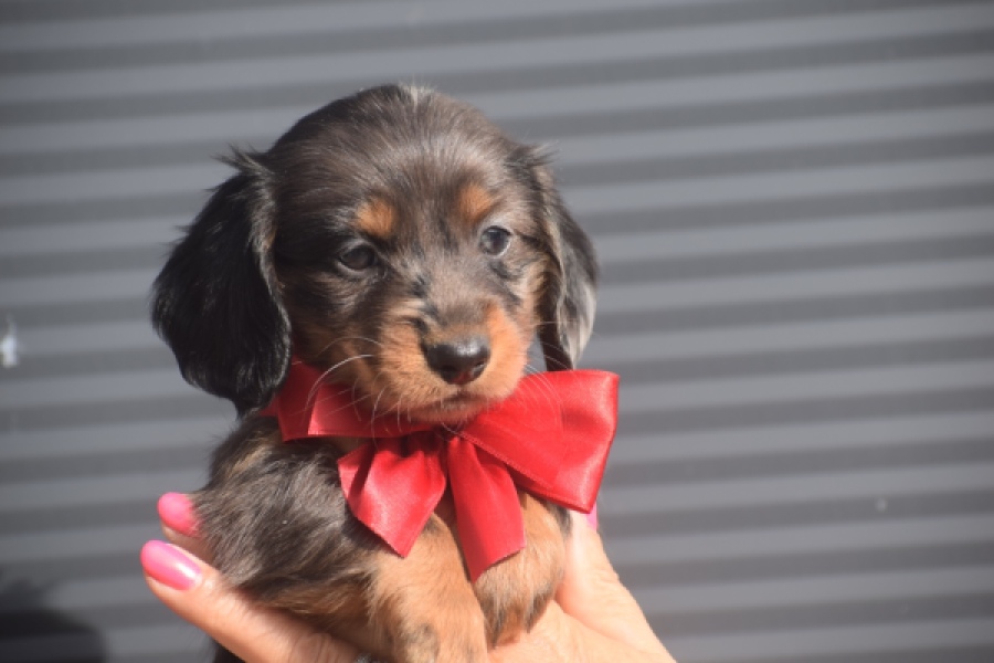 Teckel (teef) 48109