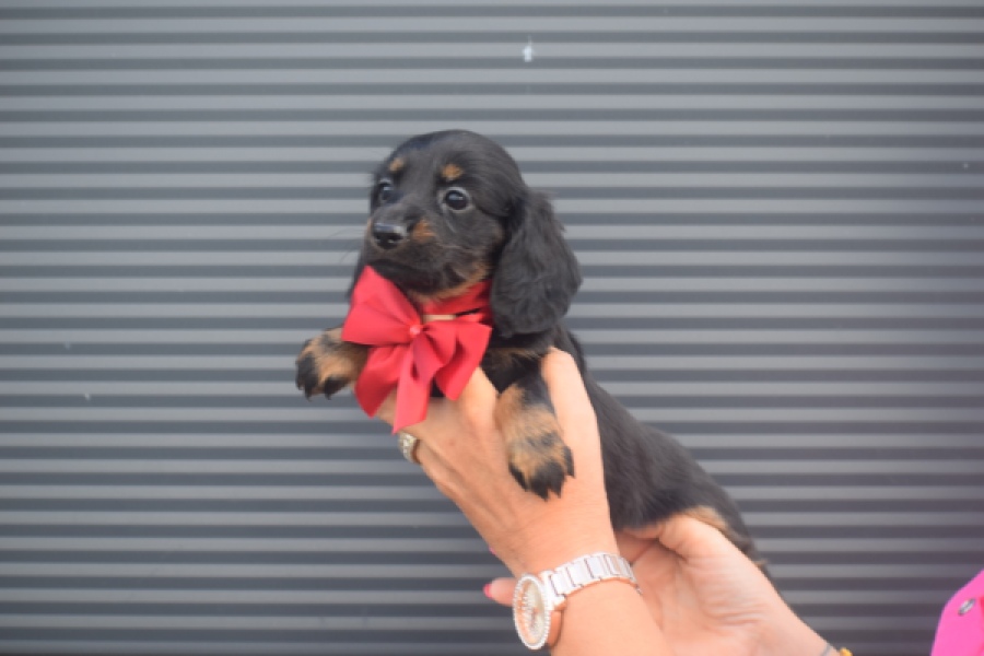 Teckel (teef) 48146