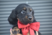 Teckel (teef) 48146