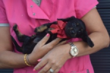Teckel (teef) 48146