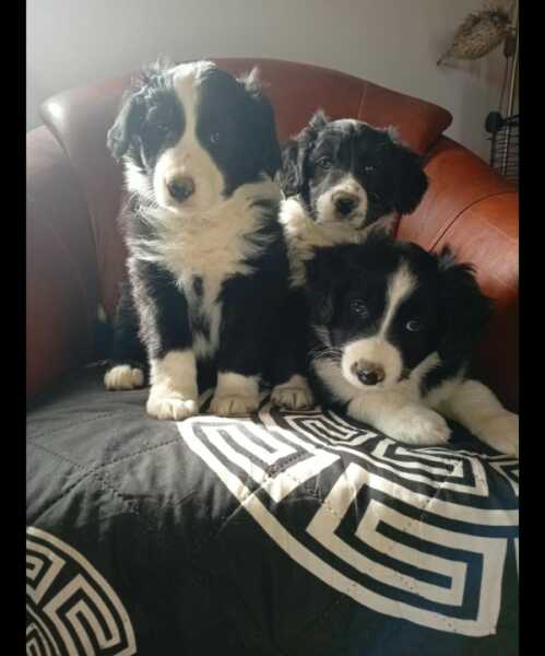 Border collie nestje 