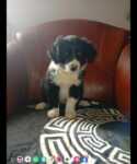 Border collie nestje 