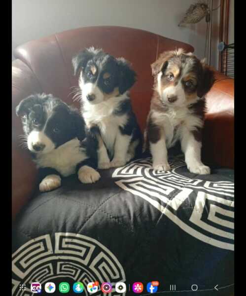 Border collie nestje 