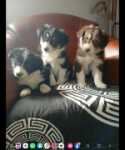 Border collie nestje 