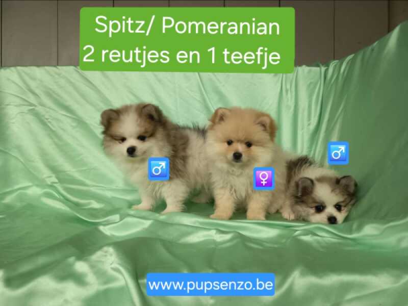 Dwergkees / Pomeriaan nestje 