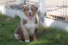 Australische herdershond (reu) 58368