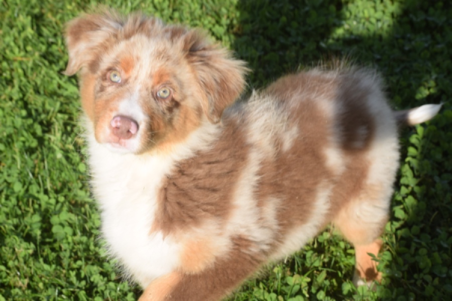 Australische herdershond (reu) 58368