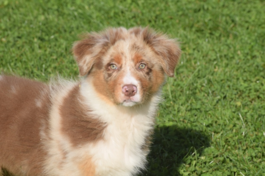 Australische herdershond (reu) 58368