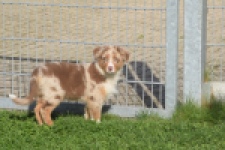Australische herdershond (reu) 58368