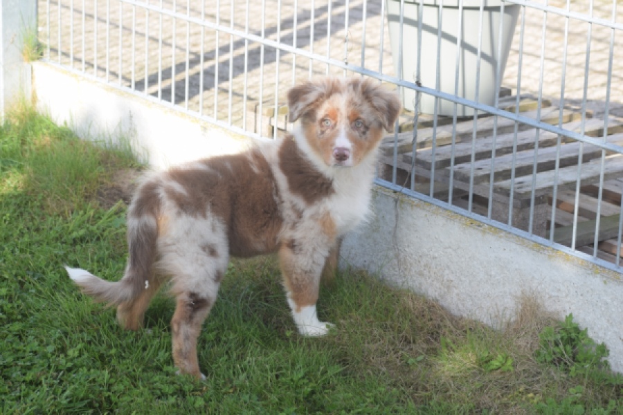 Australische herdershond (reu) 58368