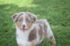 Australische herdershond (reu) 58368
