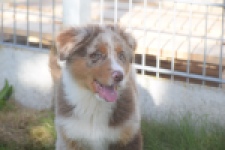 Australische herdershond (reu) 58368
