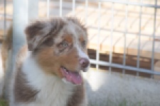 Australische herdershond (reu) 58368