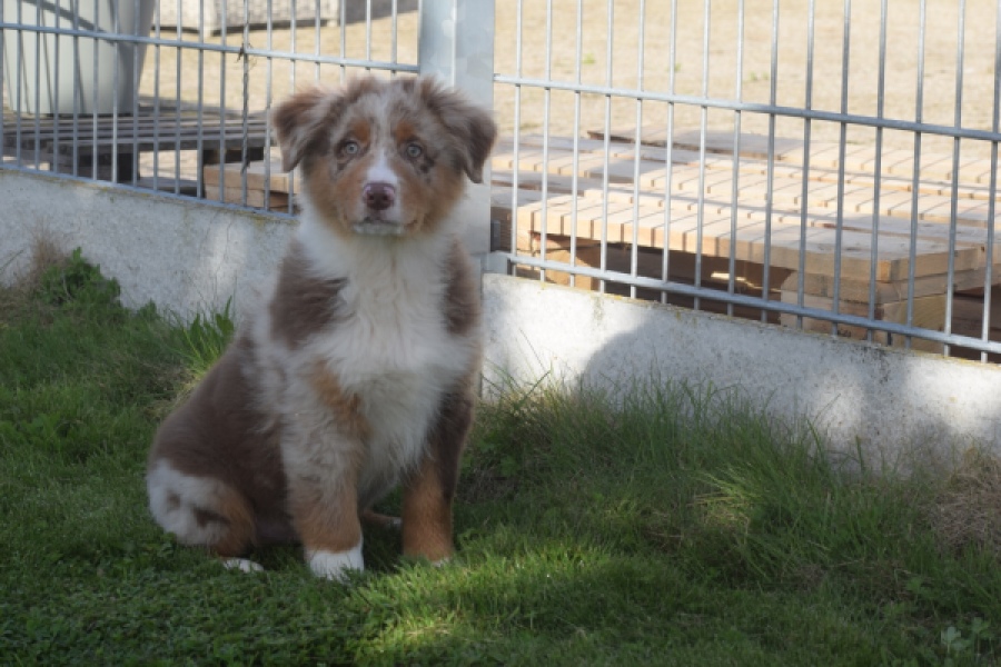 Australische herdershond (reu) 58368