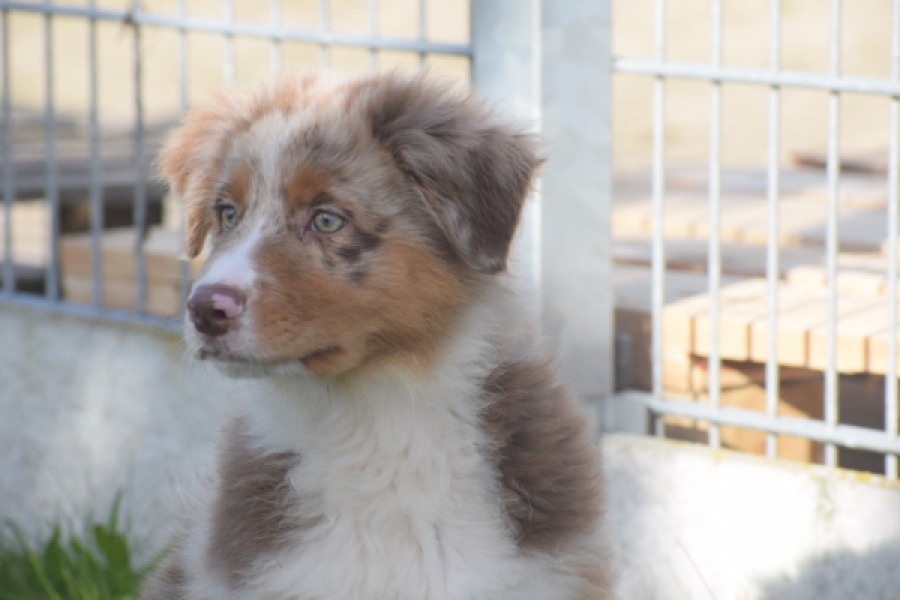 Australische herdershond (reu) 58368