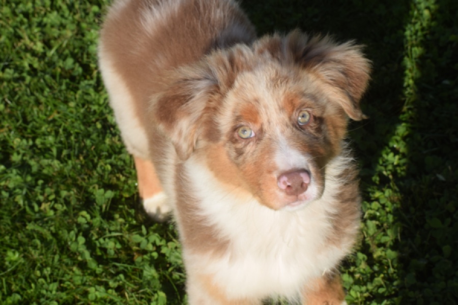 Australische herdershond (reu) 58368
