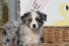 Australische herdershond (teef) 58349